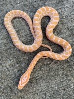albinoemorymale.jpg