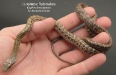 japrats.jpg