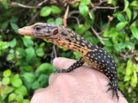 Quince Monitor Baby 03.jpg