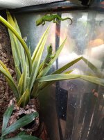 P. grandis-7.jpg