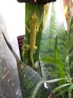 P. grandis-9.jpg