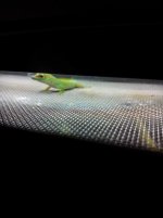 P. grandis-10.jpg