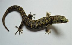 Lythrochila 1.jpg