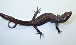 Lythrochila 2.2.jpg