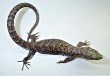 Lythrochila 3.jpg