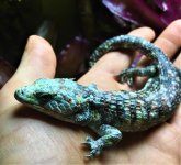 Lythrochila male.jpg