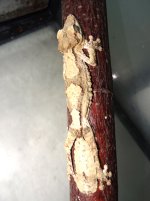 Ur. giganteus.jpg
