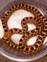 CB 20' male red bull.jpg