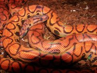 REPTILES 261.jpg