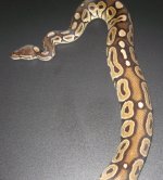 CinnamonPastel-Male.JPG