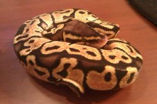 IMAG0515-1.jpg