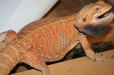 red orange breeder male.jpg