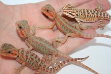 group shot of 4 higher end hatchlings.jpg