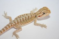 Citrus hypo poss het trans clutch.jpg