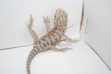 white hypo line clutch.jpg