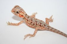 Micro to micro pairing silk.jpg