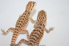 Citrus 100% het hypo clutch.jpg