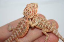 hypo het trans and hypo leather het trans.jpg
