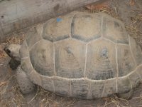 Torts 003.jpg