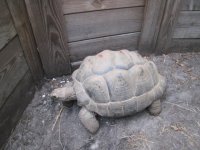 Torts 001.jpg
