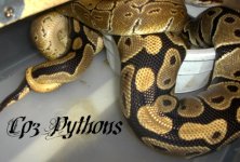 Ballpython Breeding12.jpg