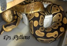 Ballpython breeding13.jpg
