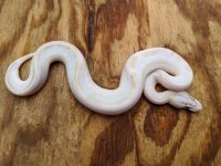2020 female pastel ivory.jpg