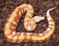 thumbnail (38).jpg