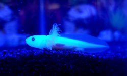 gfp axolotl.jpg