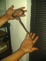 IMG_20200629_203250657.jpg