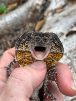 frilleddragon0.jpg
