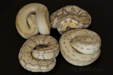2.2 Banana Clowns.jpg