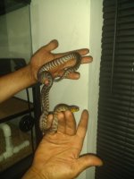 IMG_20200629_203303482.jpg