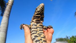 bw with fire red base of tail bath ac.jpg