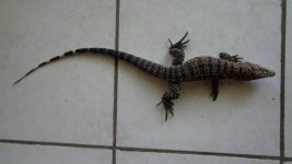 bw with fire red base of tail bath ad.jpg