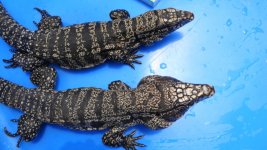 bw pair 15 ad.jpg