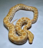 Pearl Het labyrinth ph granite male 1.jpg