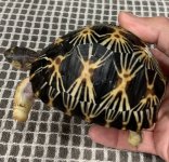 Tort-115B.jpg