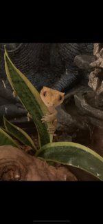 3yr old male.jpg