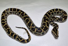 Normal het labyrinth, albino ph granite male 1.jpg