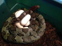 Moellendorf Female Het on Eggs, 6-15.JPG