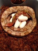 Female Hypomelanistic Moellendorff's with Eggs, 2014.jpg