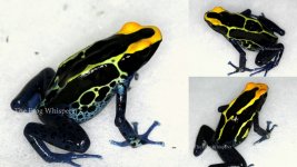 Large suriname tinctorius, baby chams.jpg