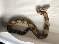 het sterling 66 het albino.jpg