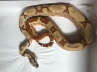 rc pastel.jpg