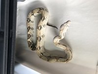 dh vpi snow male.jpg