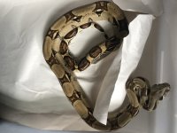 dh vpi snow female.jpg