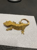 47g female harly .jpg