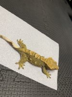 50g female harly 2.jpg
