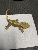 50g male.jpg